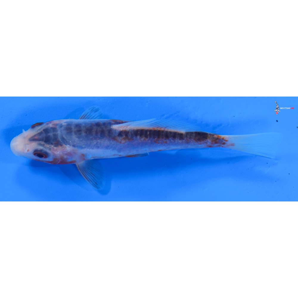 4” Imported Shusui