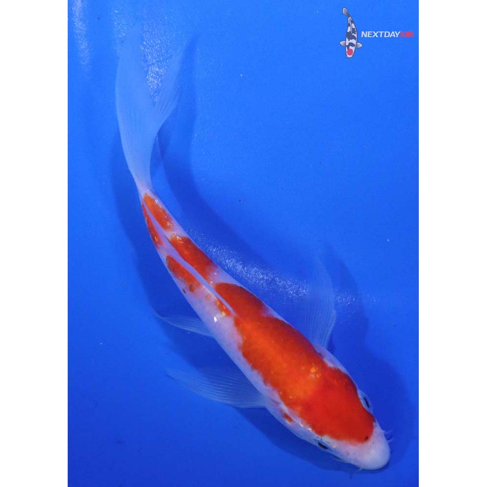 5” Imported Kohaku Butterfly Koi