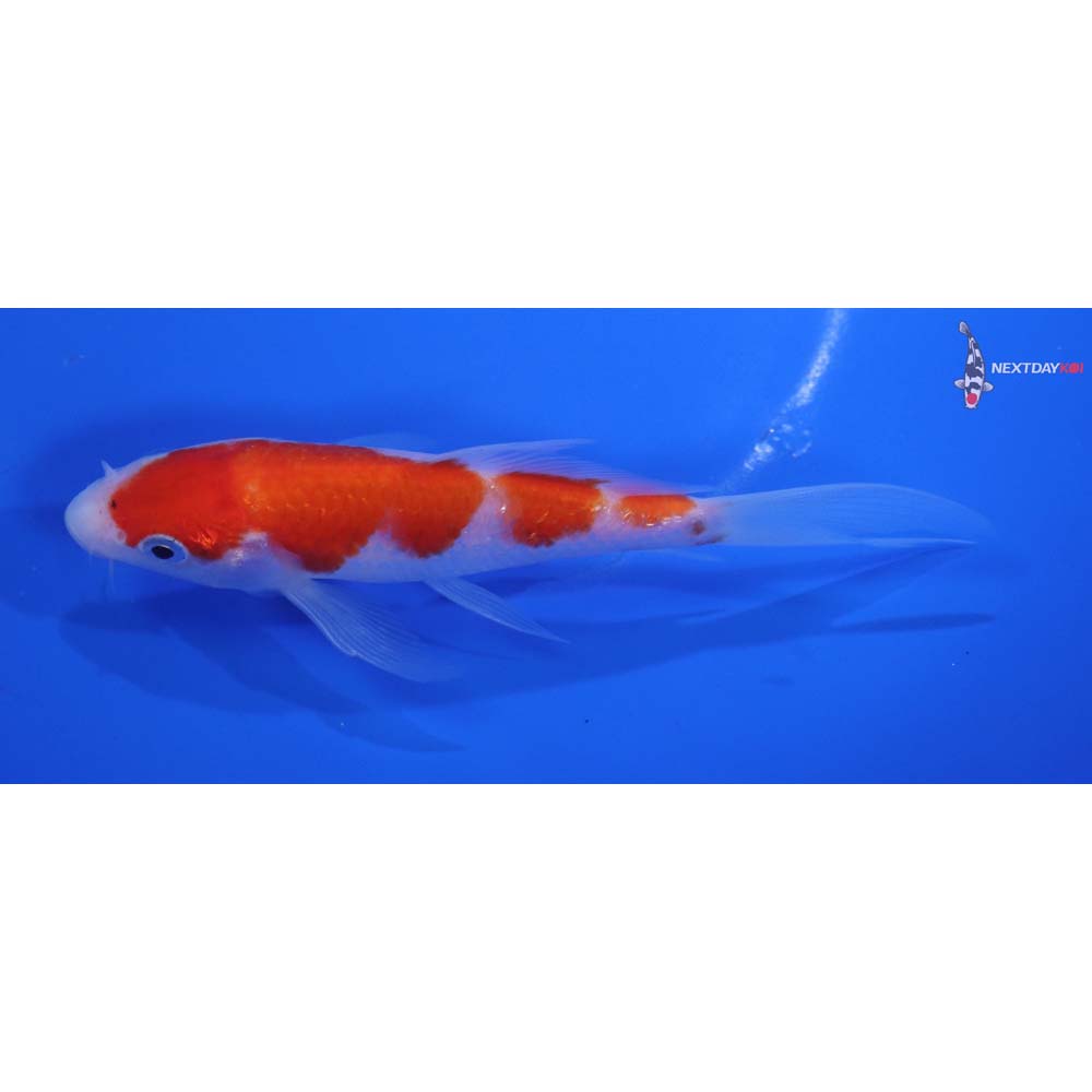 5” Imported Kohaku Butterfly Koi