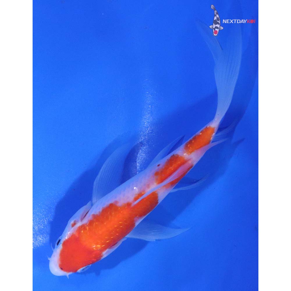 5” Imported Kohaku Butterfly Koi