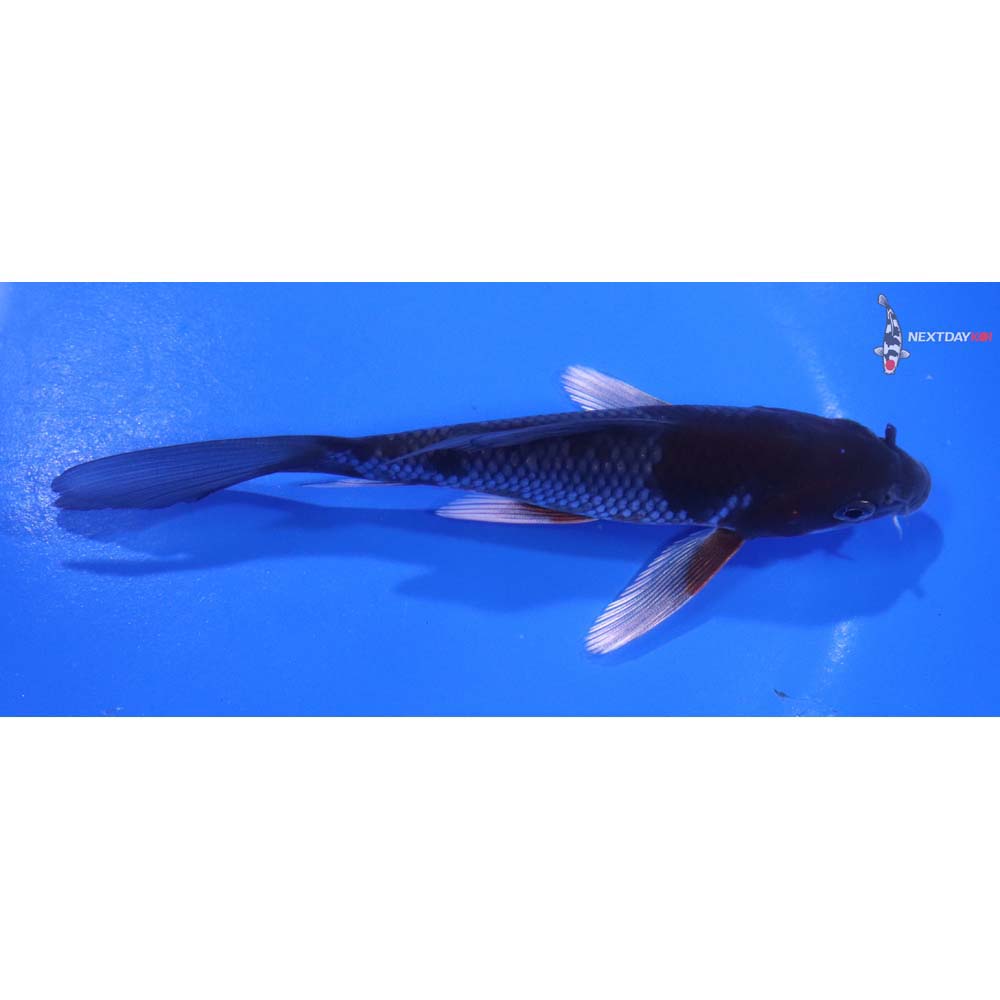 5.5” Imported Ochiba Shigure Butterfly Koi