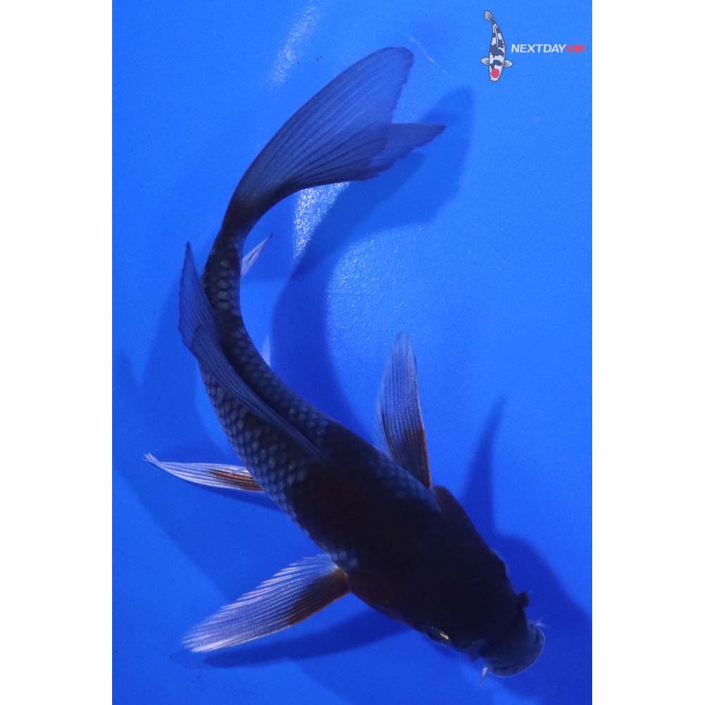 5.5” Imported Ochiba Shigure Butterfly Koi