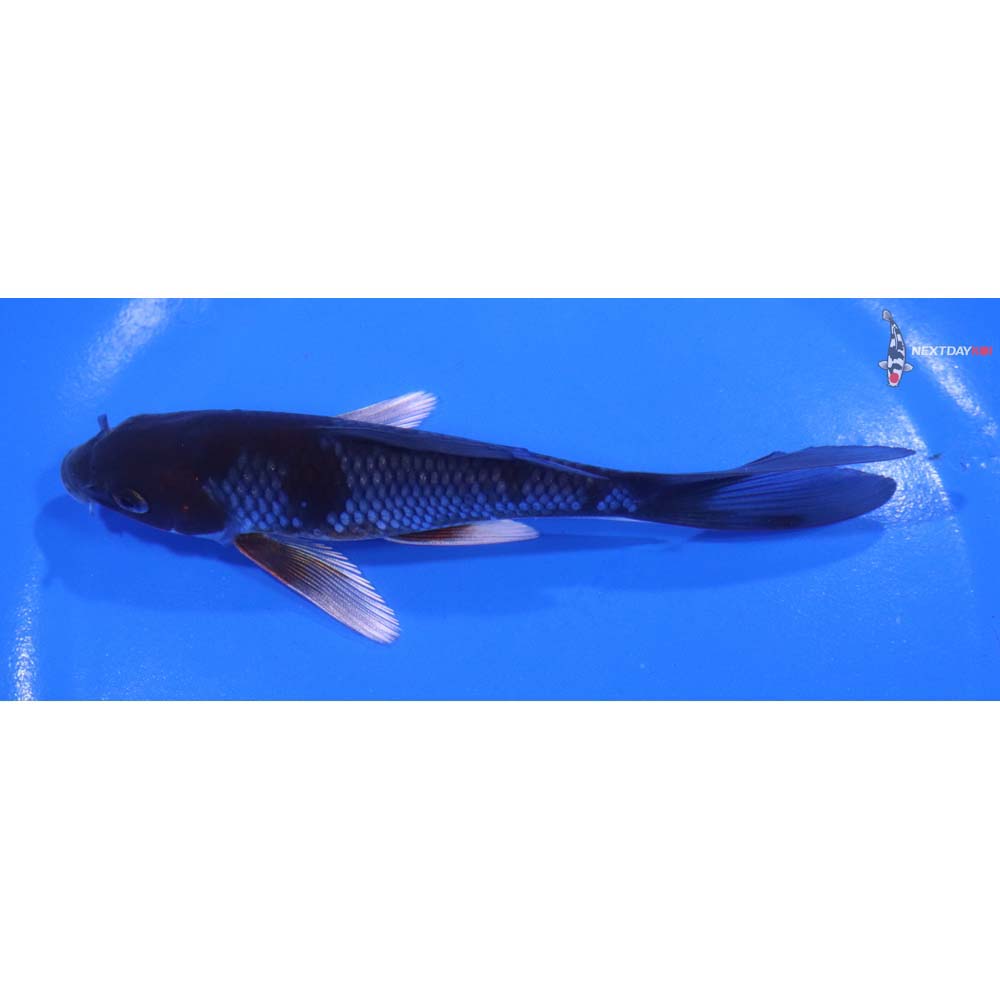 5.5” Imported Ochiba Shigure Butterfly Koi