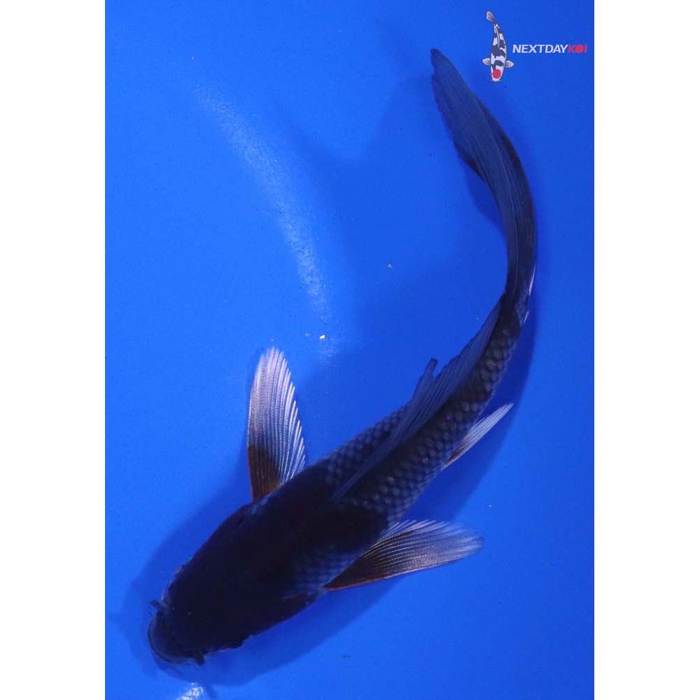 5.5” Imported Ochiba Shigure Butterfly Koi
