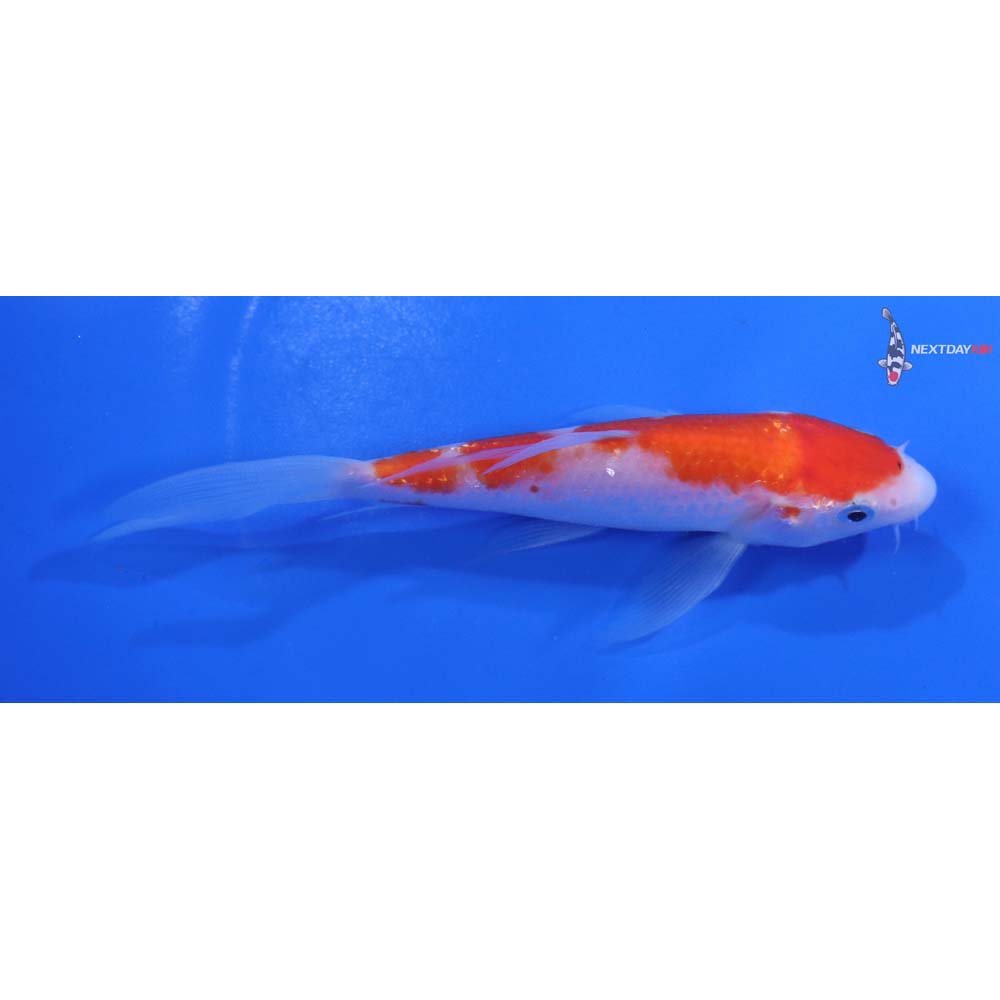 5” Imported Kohaku Butterfly Koi