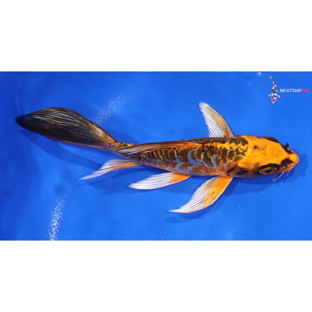 6.5” Imported Doitsu Orenji Matsuba Butterfly Koi