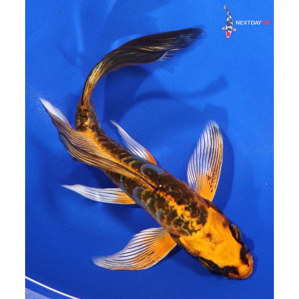 6.5” Imported Doitsu Orenji Matsuba Butterfly Koi