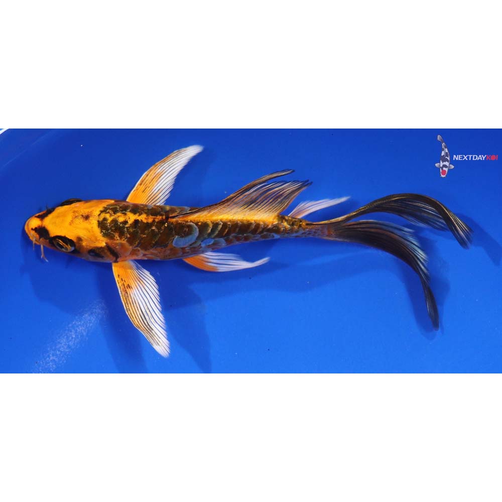 6.5” Imported Doitsu Orenji Matsuba Butterfly Koi