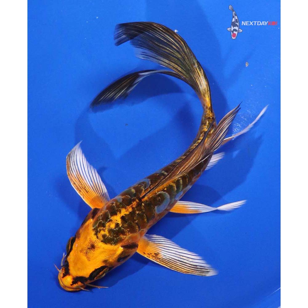 6.5” Imported Doitsu Orenji Matsuba Butterfly Koi