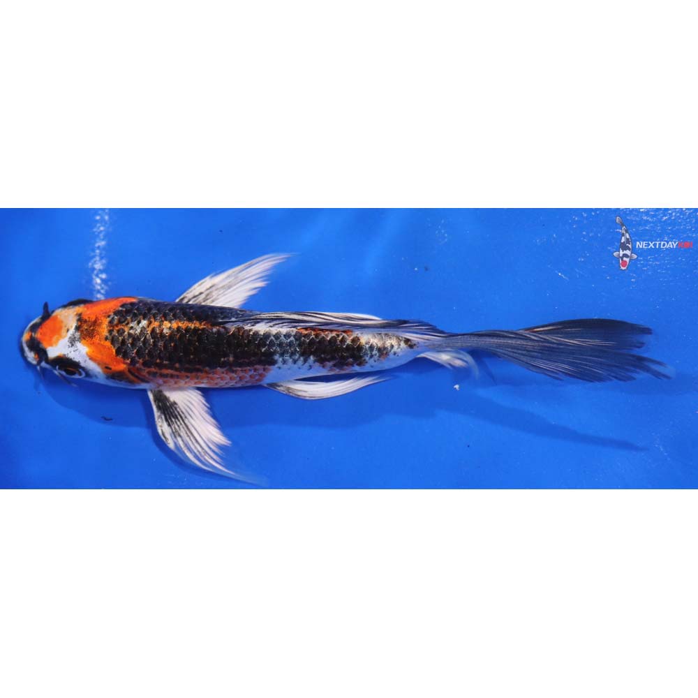 6.5” Imported Kujaku Butterfly Koi