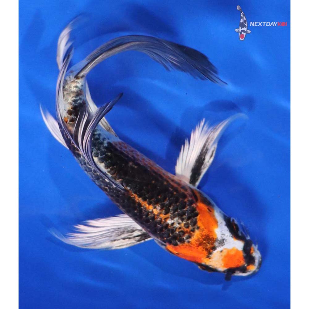 6.5” Imported Kujaku Butterfly Koi