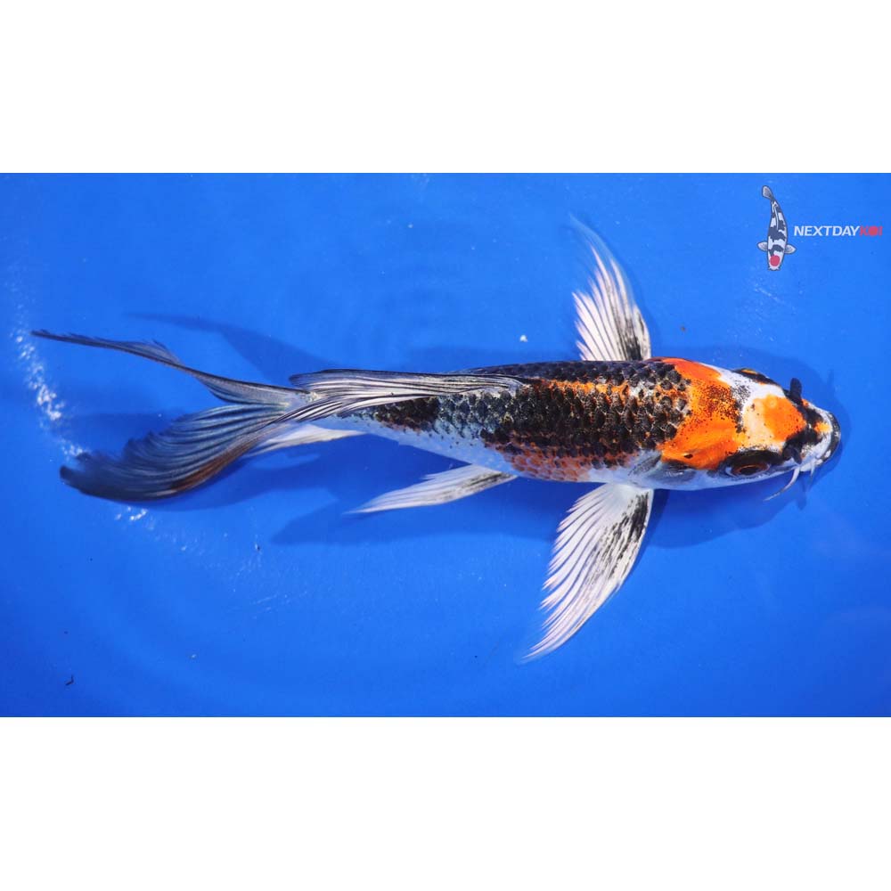 6.5” Imported Kujaku Butterfly Koi