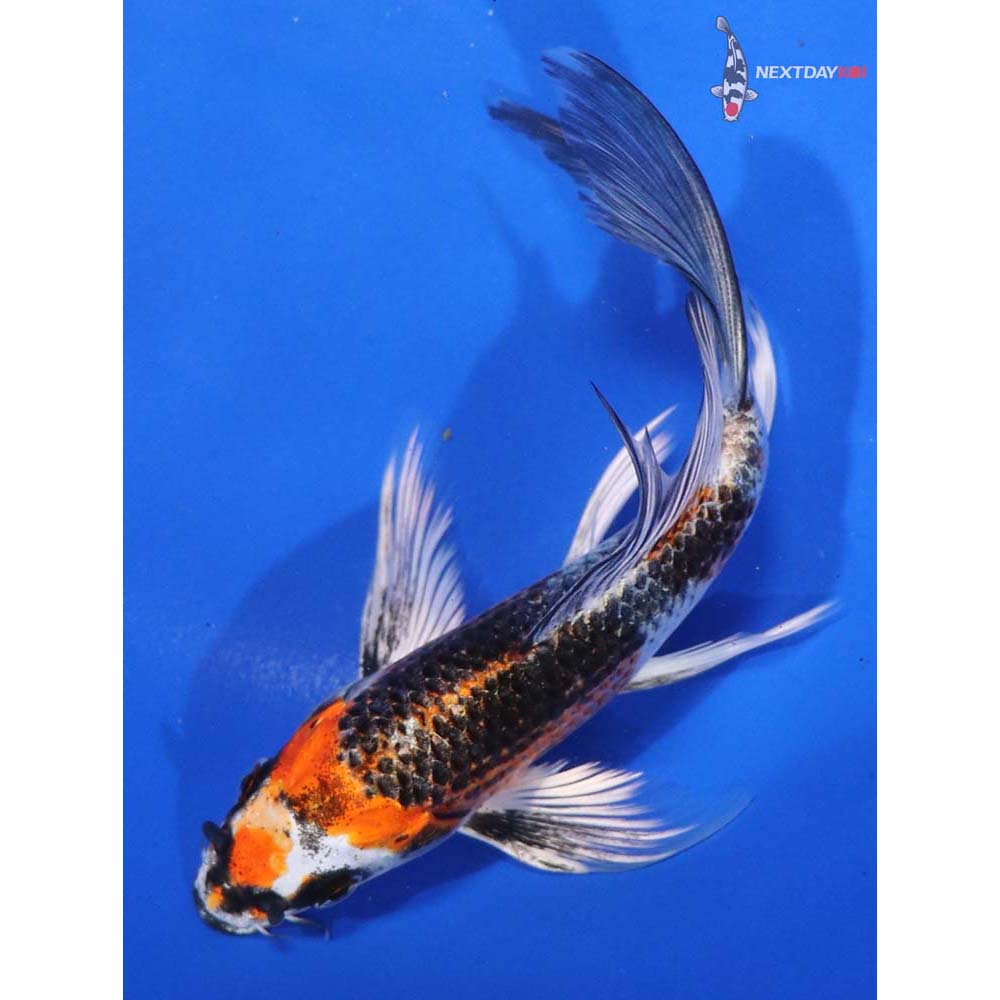 6.5” Imported Kujaku Butterfly Koi