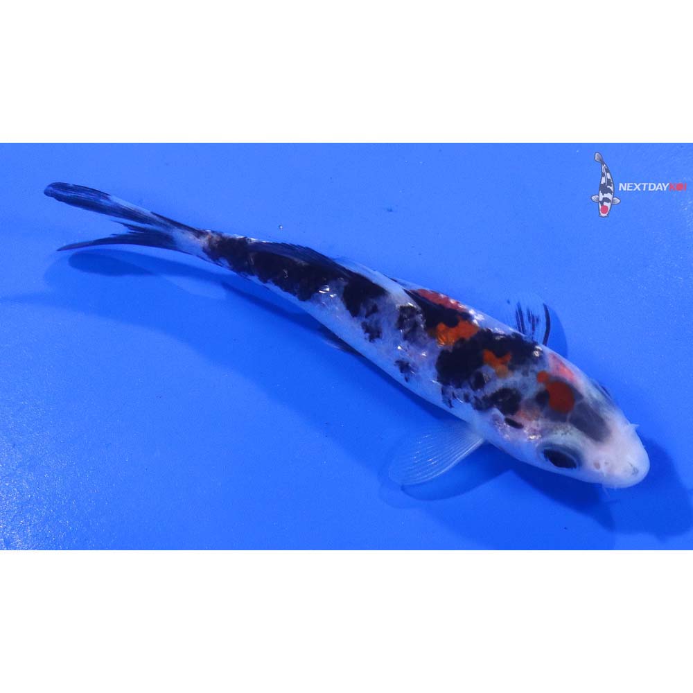 4” Imported Gin Rin Sanke