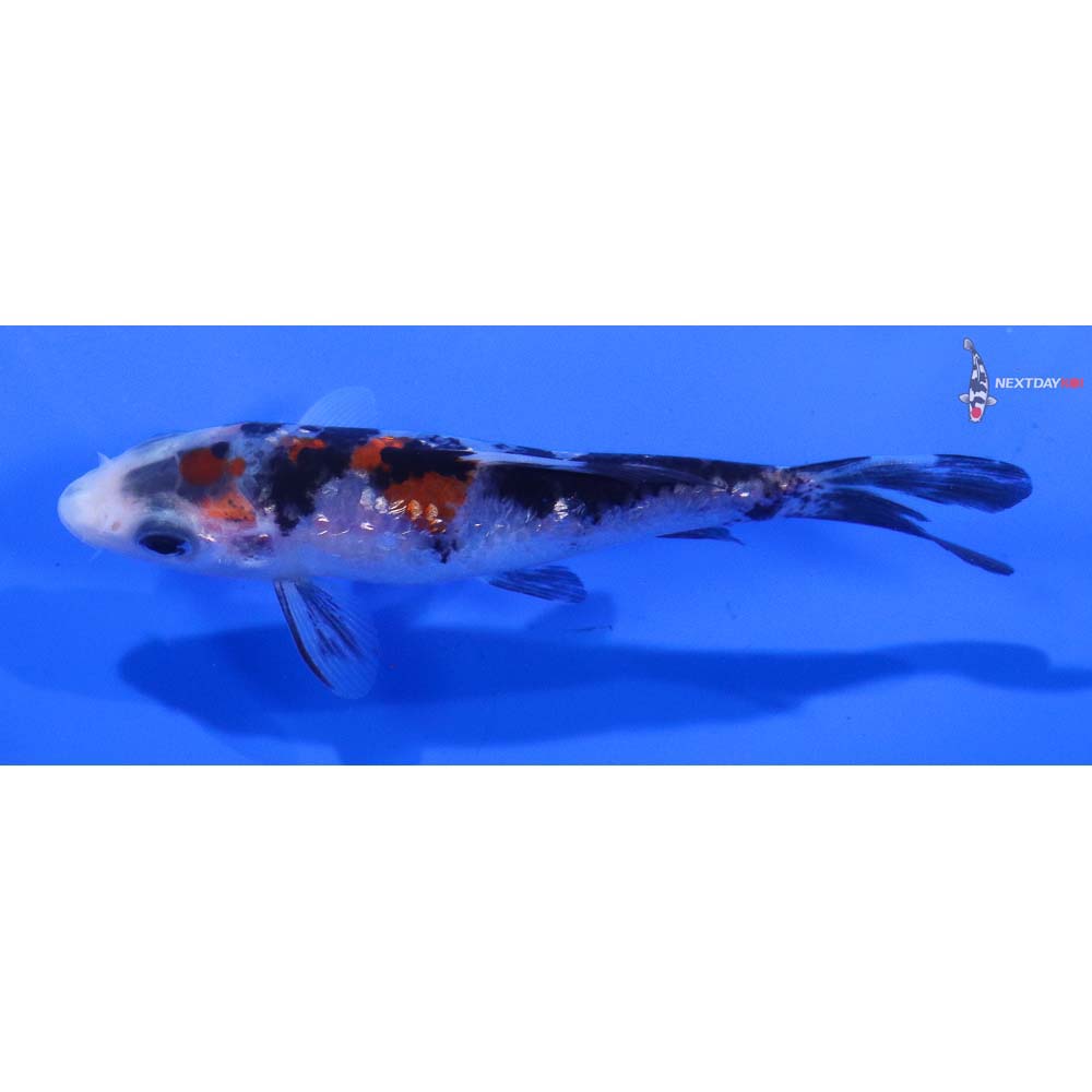 4” Imported Gin Rin Sanke