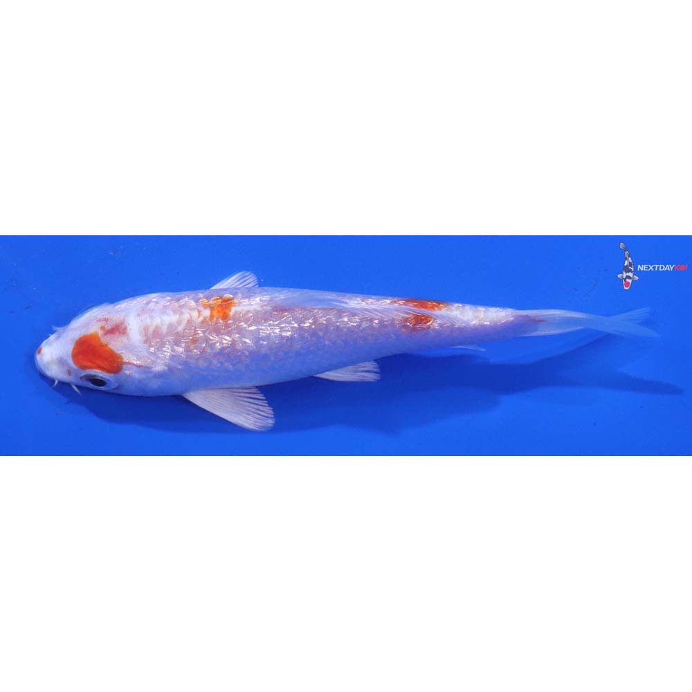 4” Imported Gin Rin Hariwake