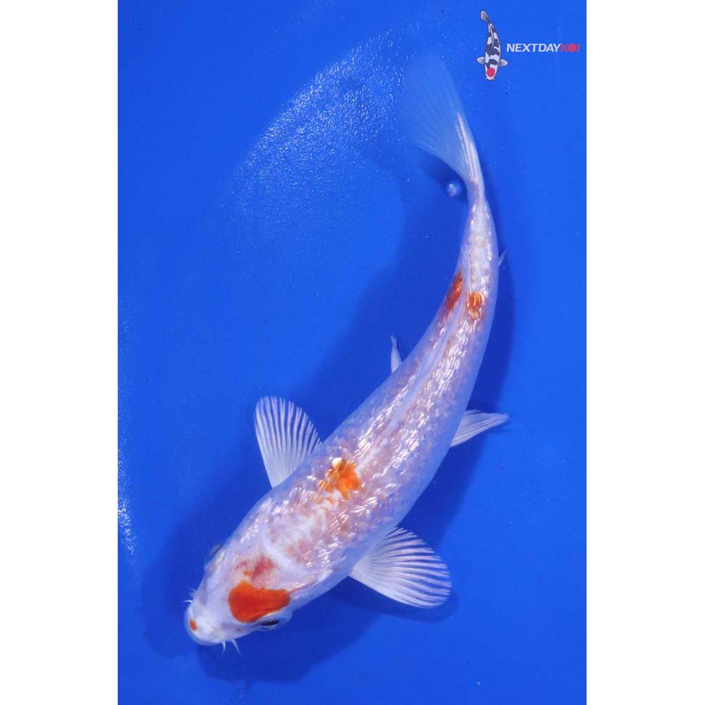 4” Imported Gin Rin Hariwake