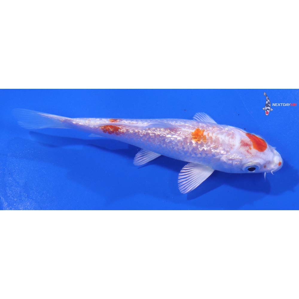 4” Imported Gin Rin Hariwake