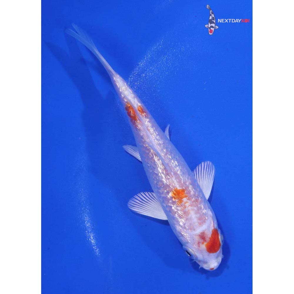 4” Imported Gin Rin Hariwake