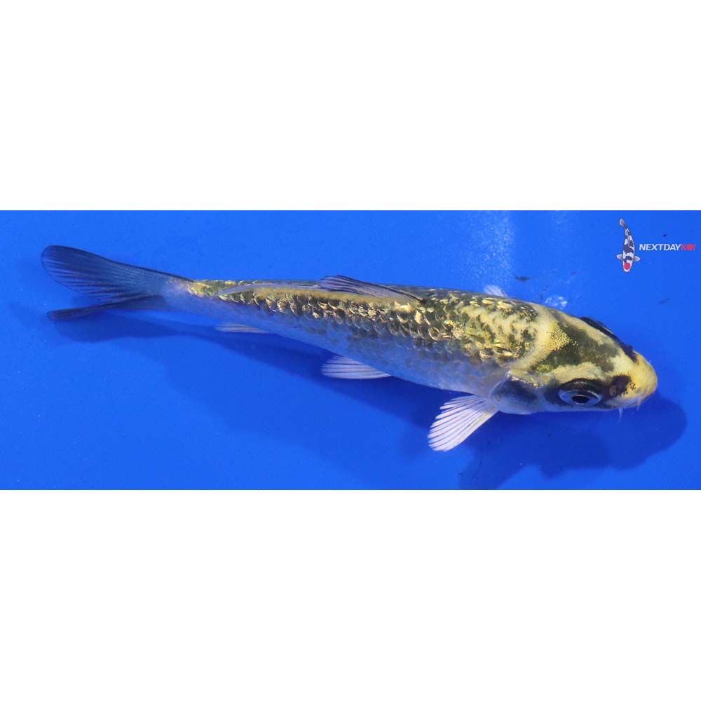 4” Imported Gin Rin Kujaku