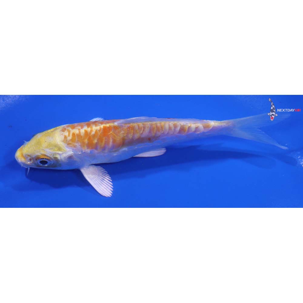 4.5” Imported Armor Scaled Lemon Hariwake