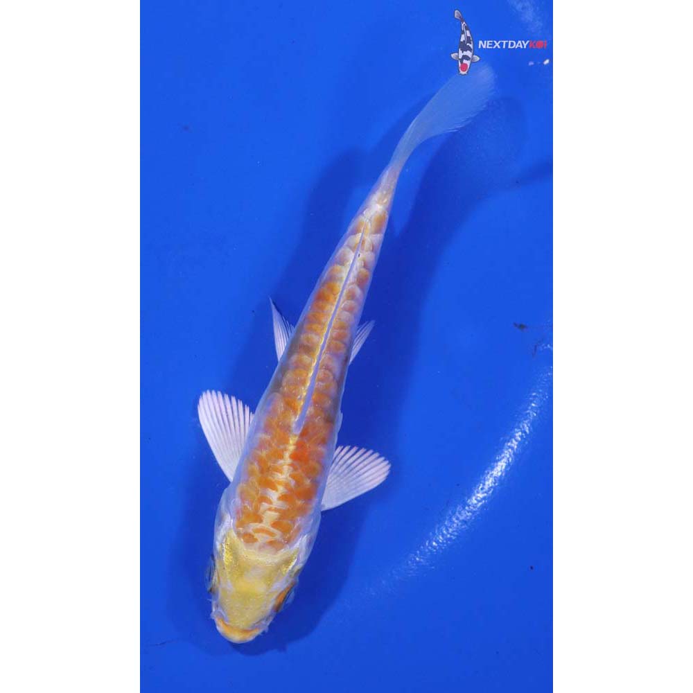 4.5” Imported Armor Scaled Lemon Hariwake