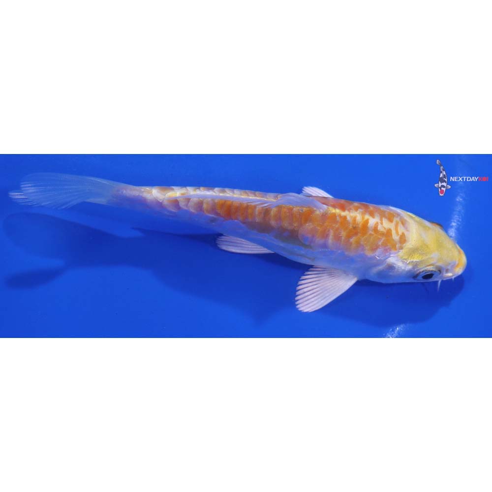 4.5” Imported Armor Scaled Lemon Hariwake