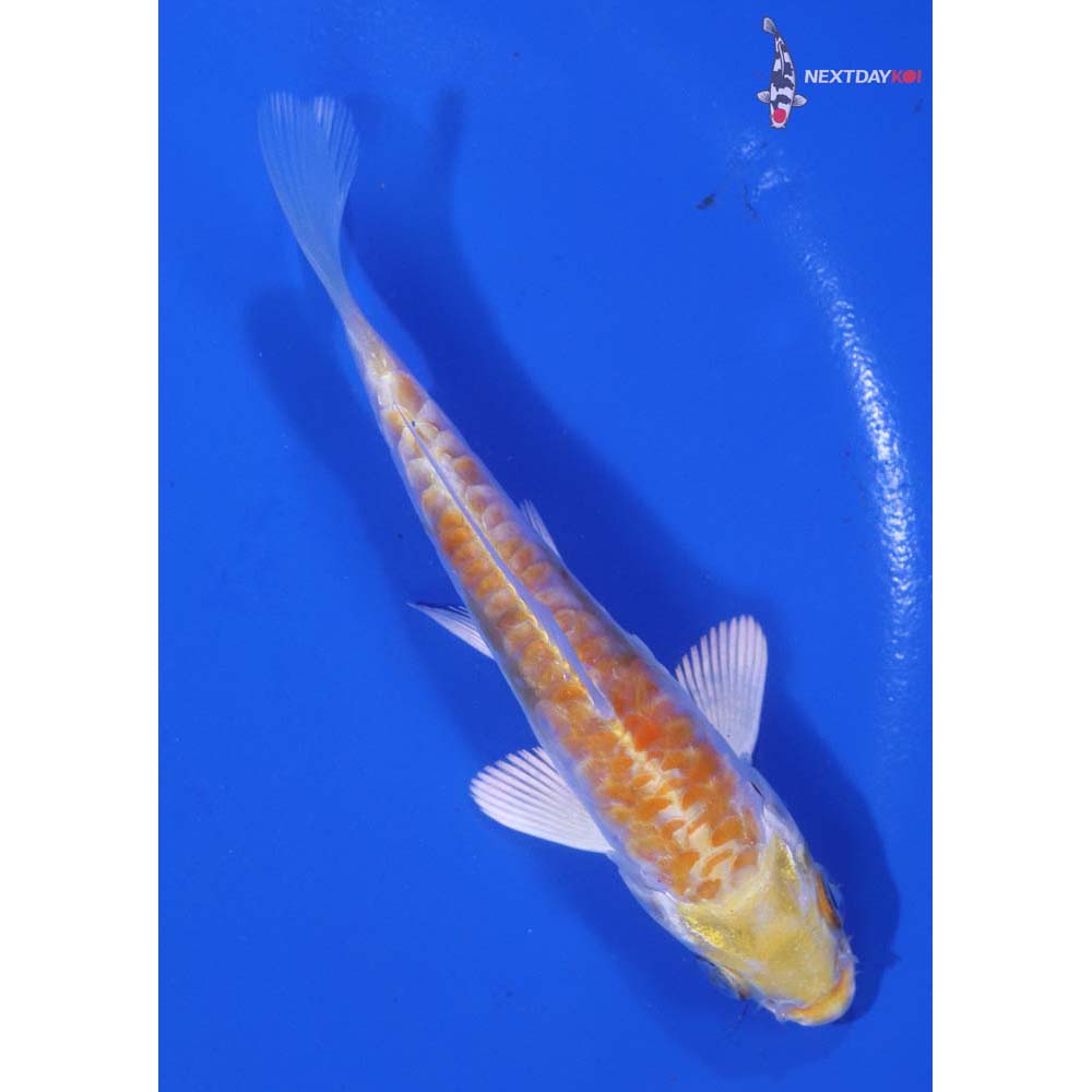 4.5” Imported Armor Scaled Lemon Hariwake
