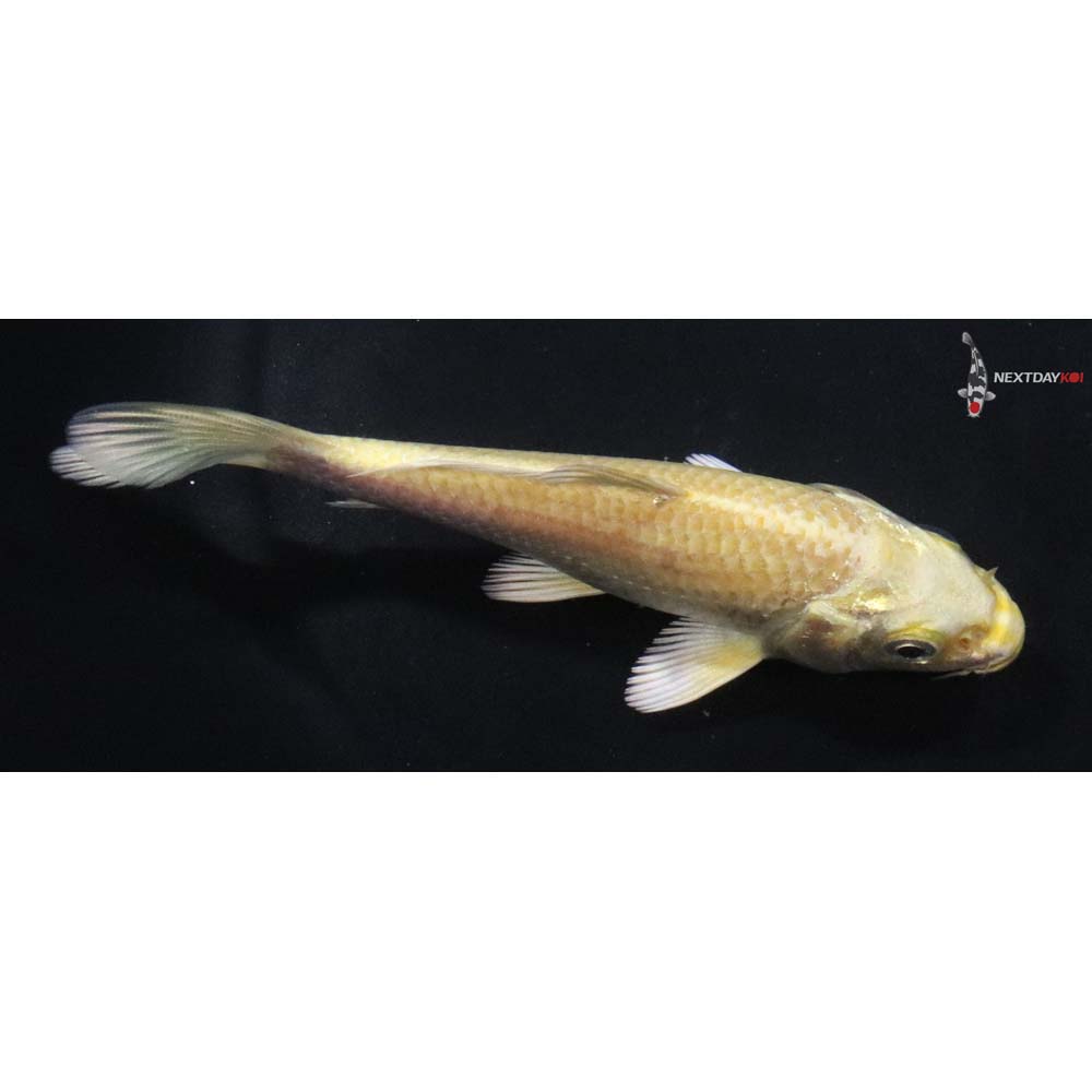 4.5” Imported Yamabuki Ogon