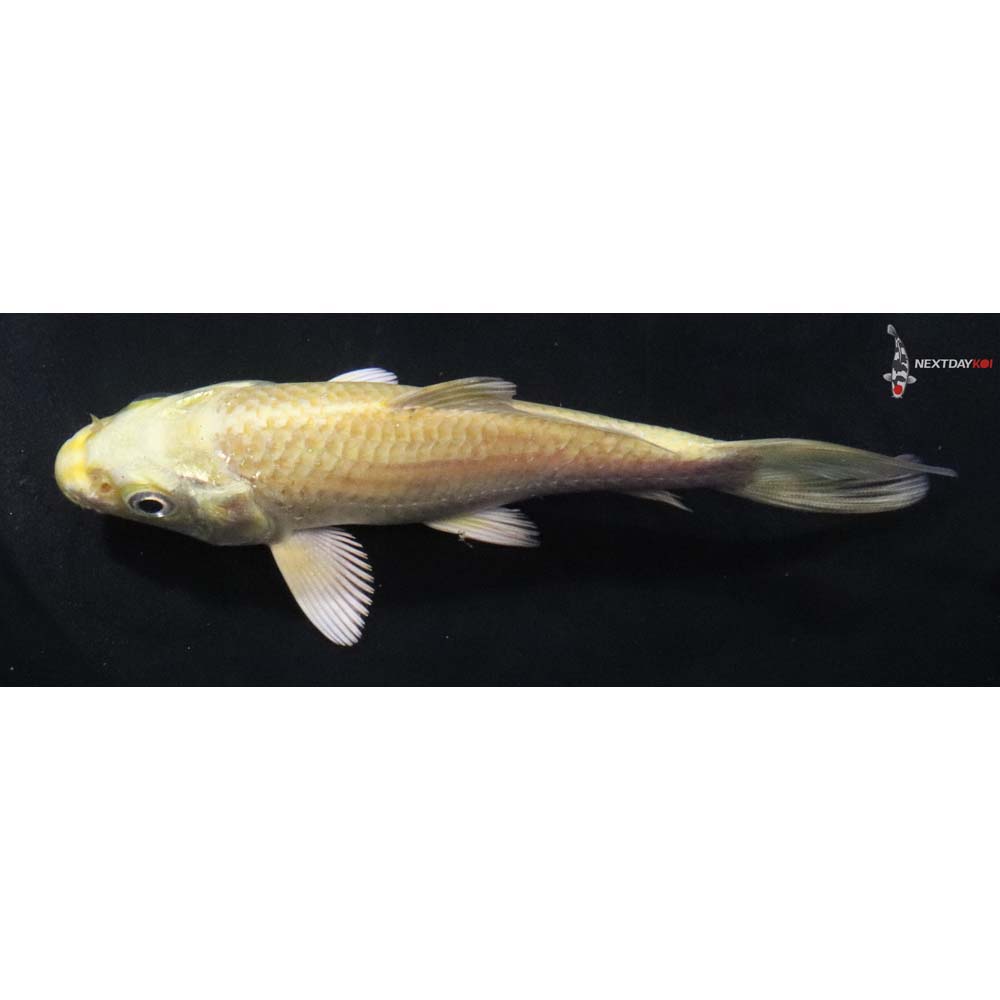 4.5” Imported Yamabuki Ogon