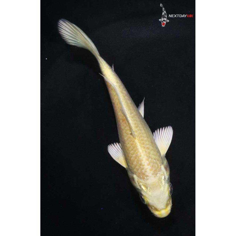 4.5” Imported Yamabuki Ogon