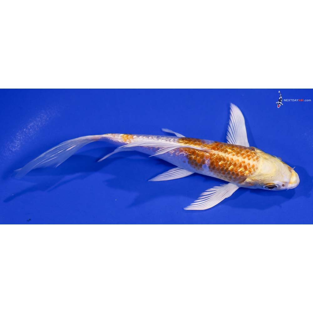 6” Imported Gin Rin Lemon Hariwake Butterfly Koi