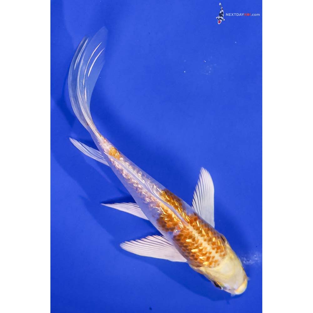 6” Imported Gin Rin Lemon Hariwake Butterfly Koi