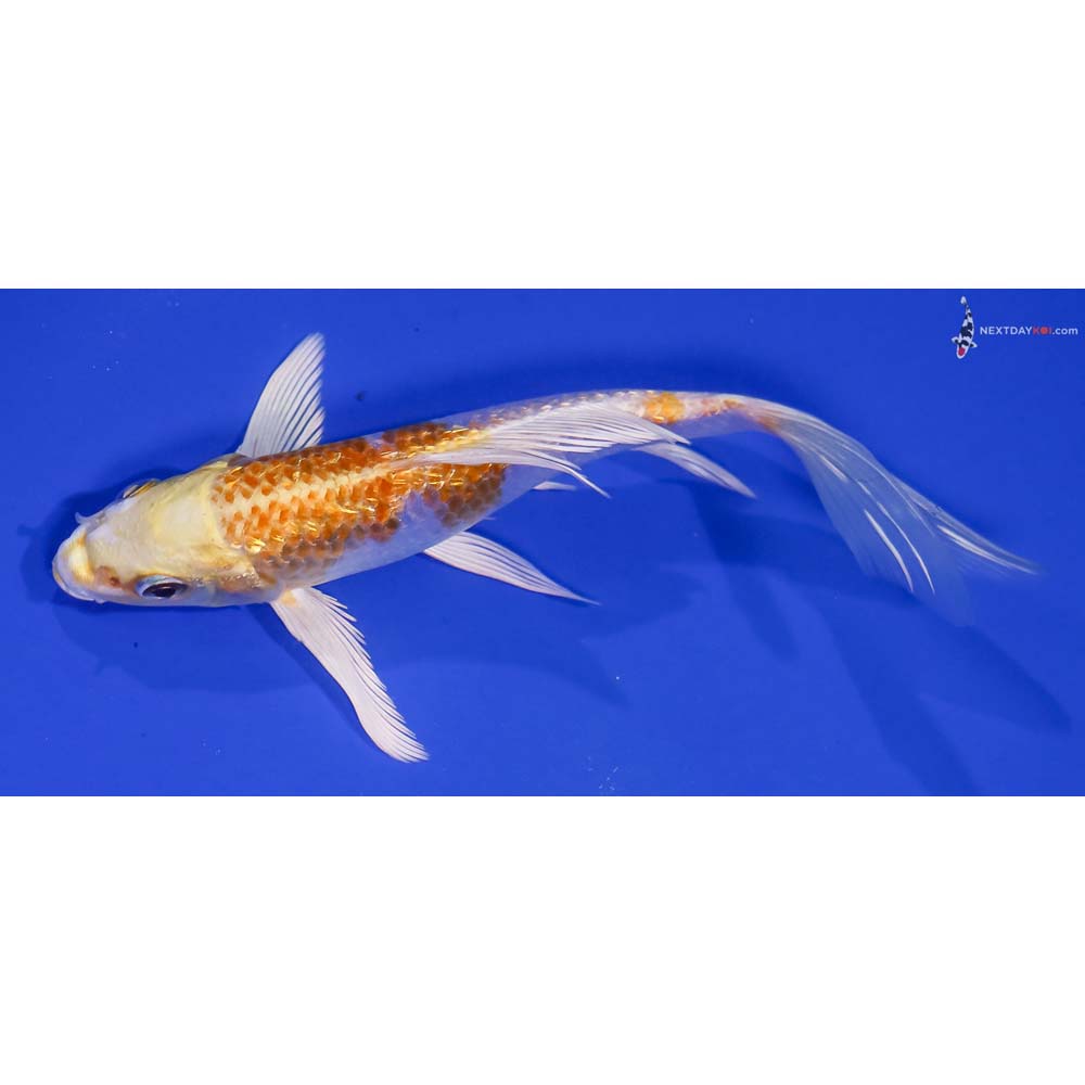 6” Imported Gin Rin Lemon Hariwake Butterfly Koi