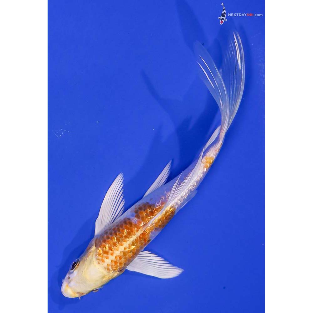 6” Imported Gin Rin Lemon Hariwake Butterfly Koi