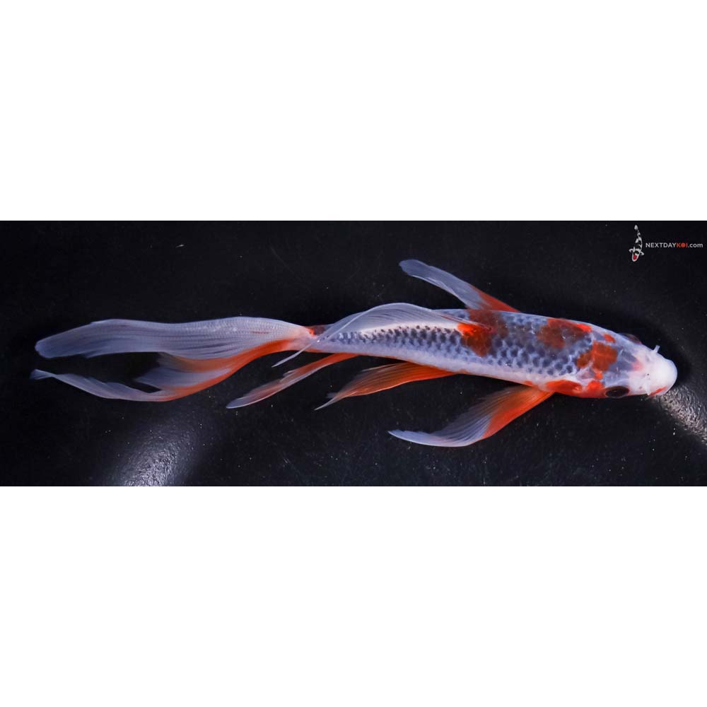 6.5” Imported Asagi Butterfly Koi