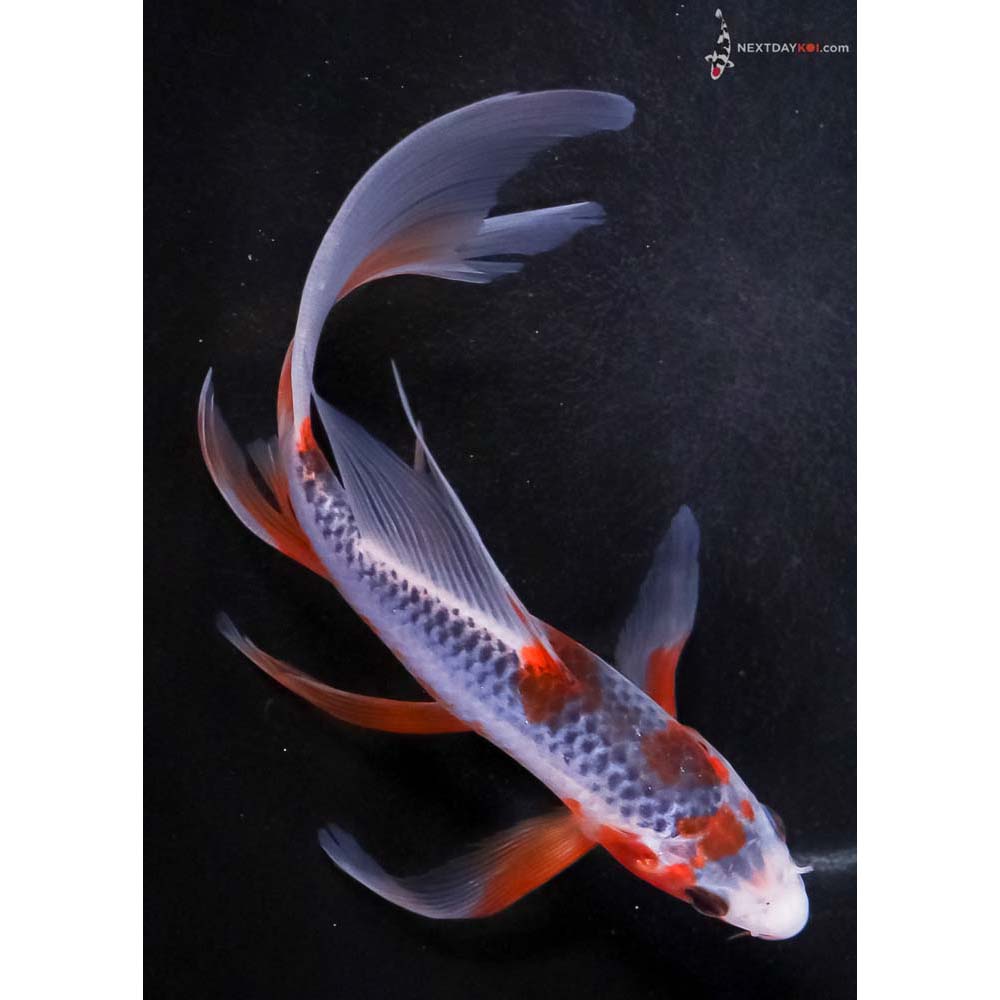 6.5” Imported Asagi Butterfly Koi