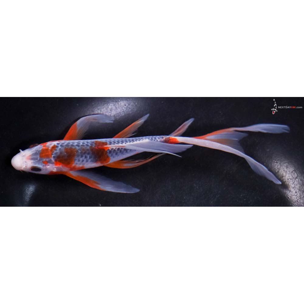 6.5” Imported Asagi Butterfly Koi