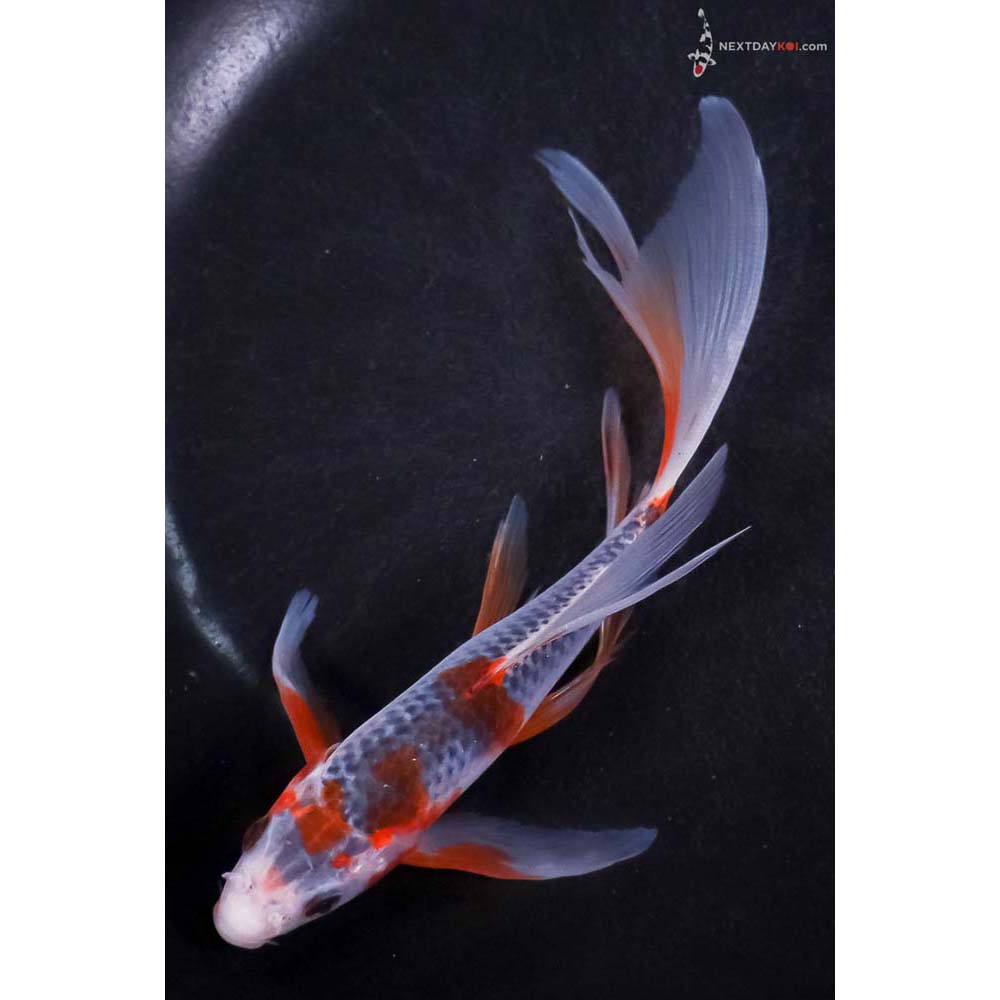 6.5” Imported Asagi Butterfly Koi