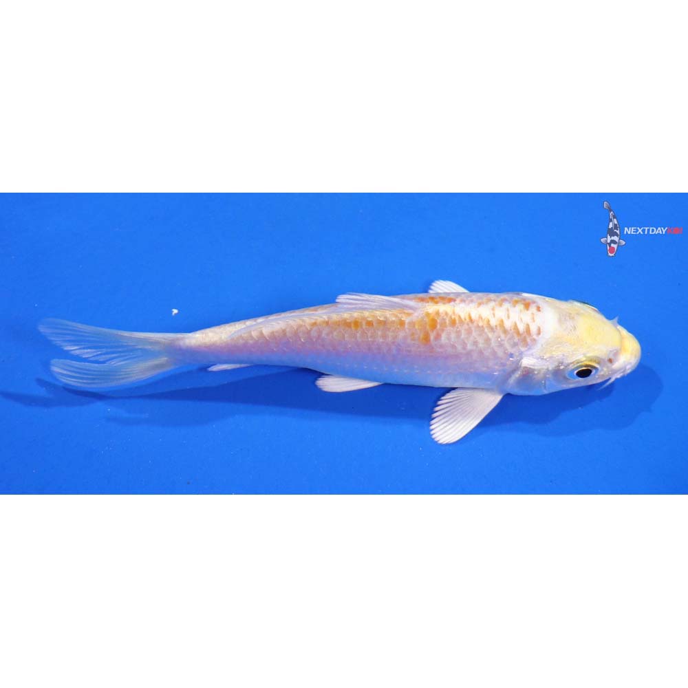 4” Imported Lemon Hariwake