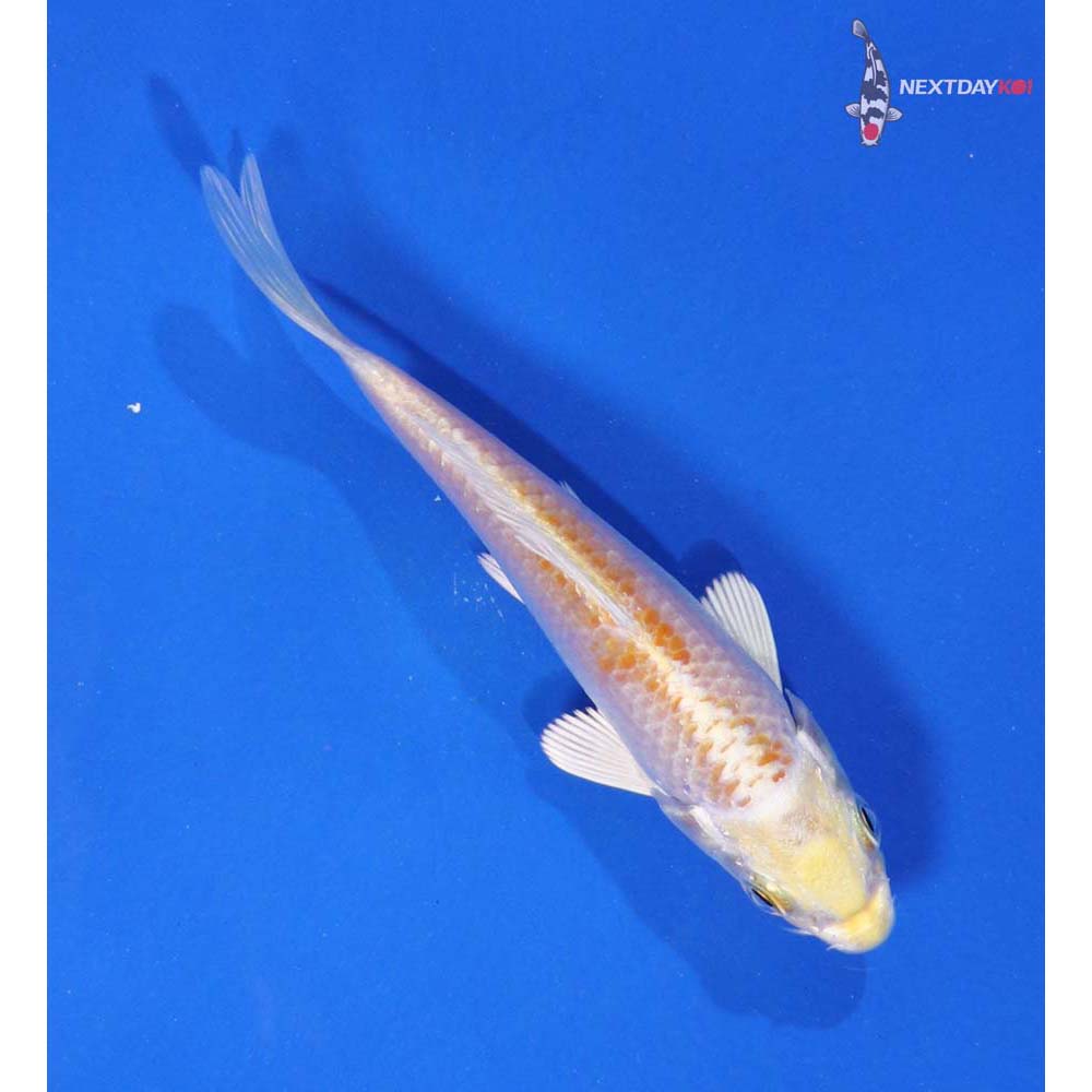 4” Imported Lemon Hariwake