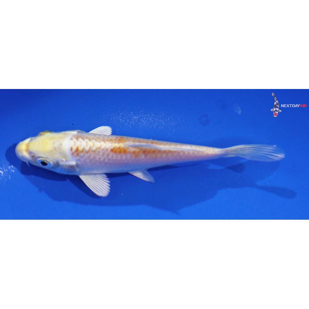 4” Imported Lemon Hariwake