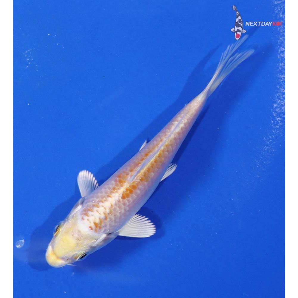 4” Imported Lemon Hariwake