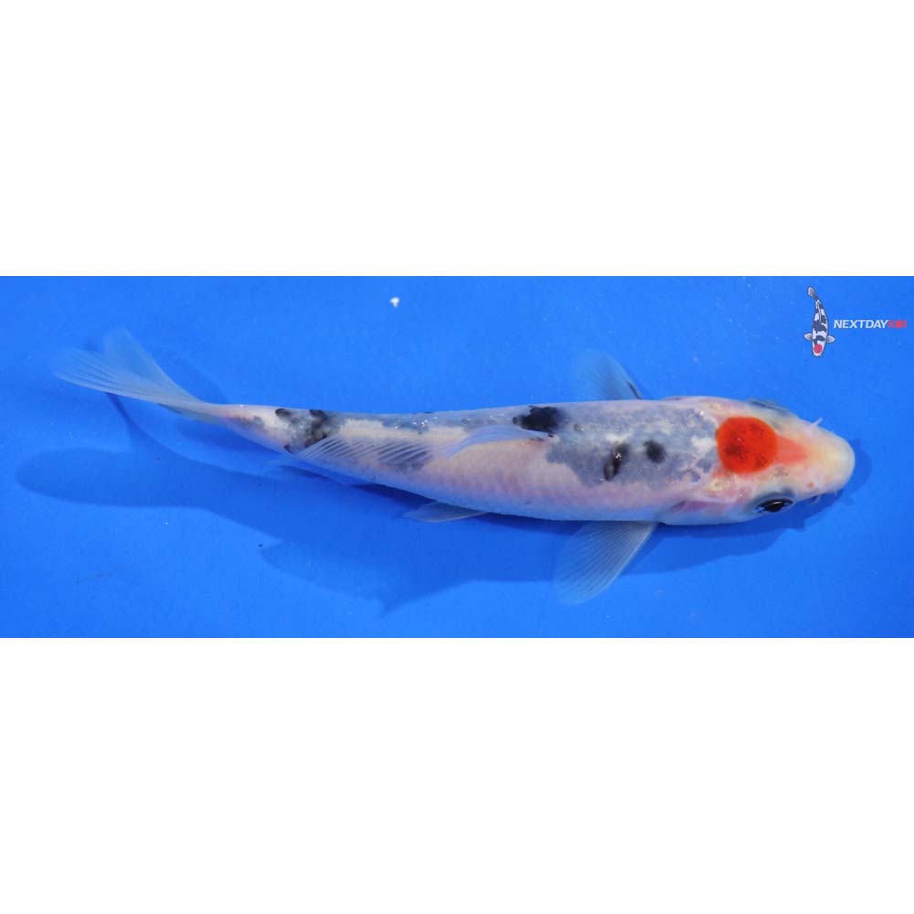 4.5” Imported Sanke