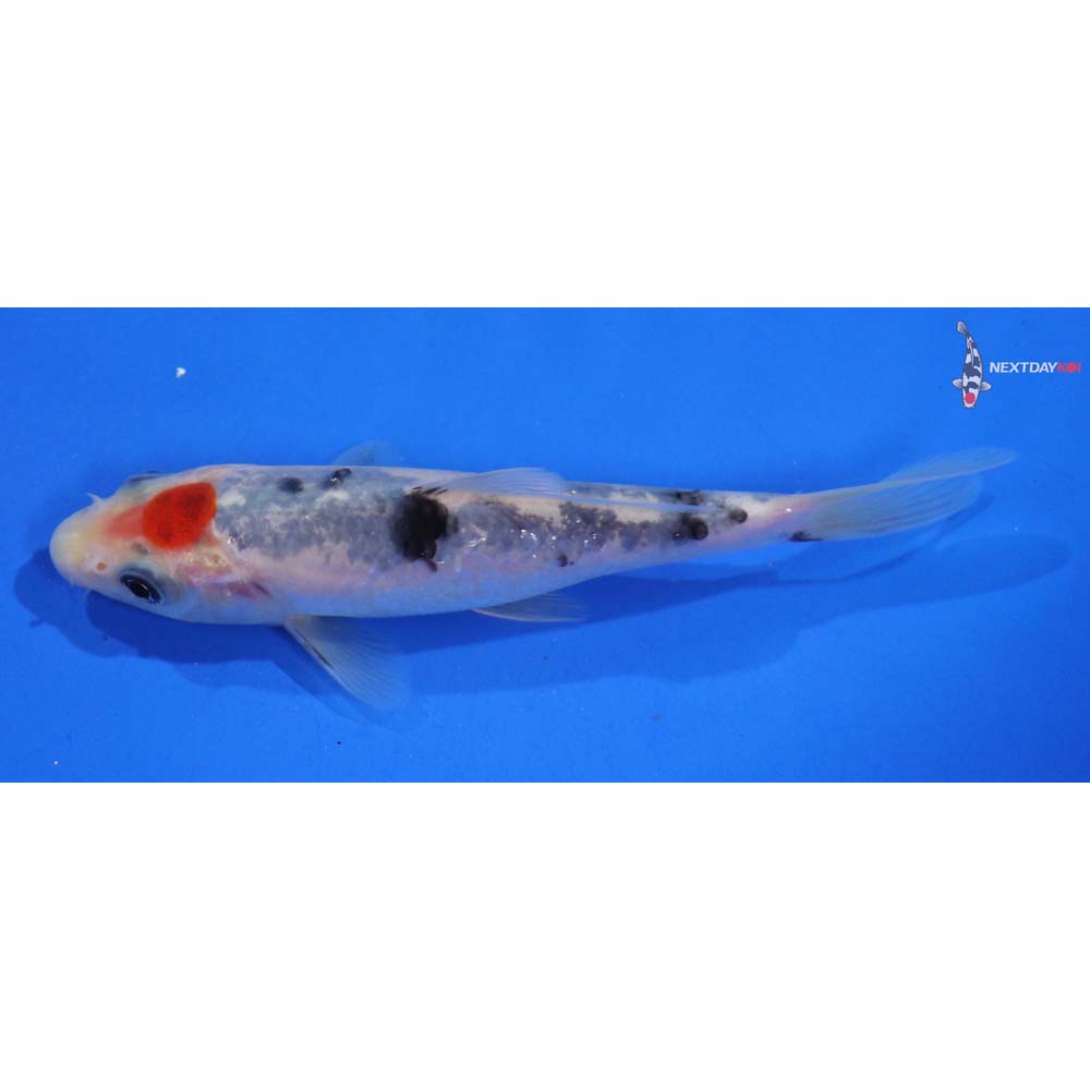 4.5” Imported Sanke