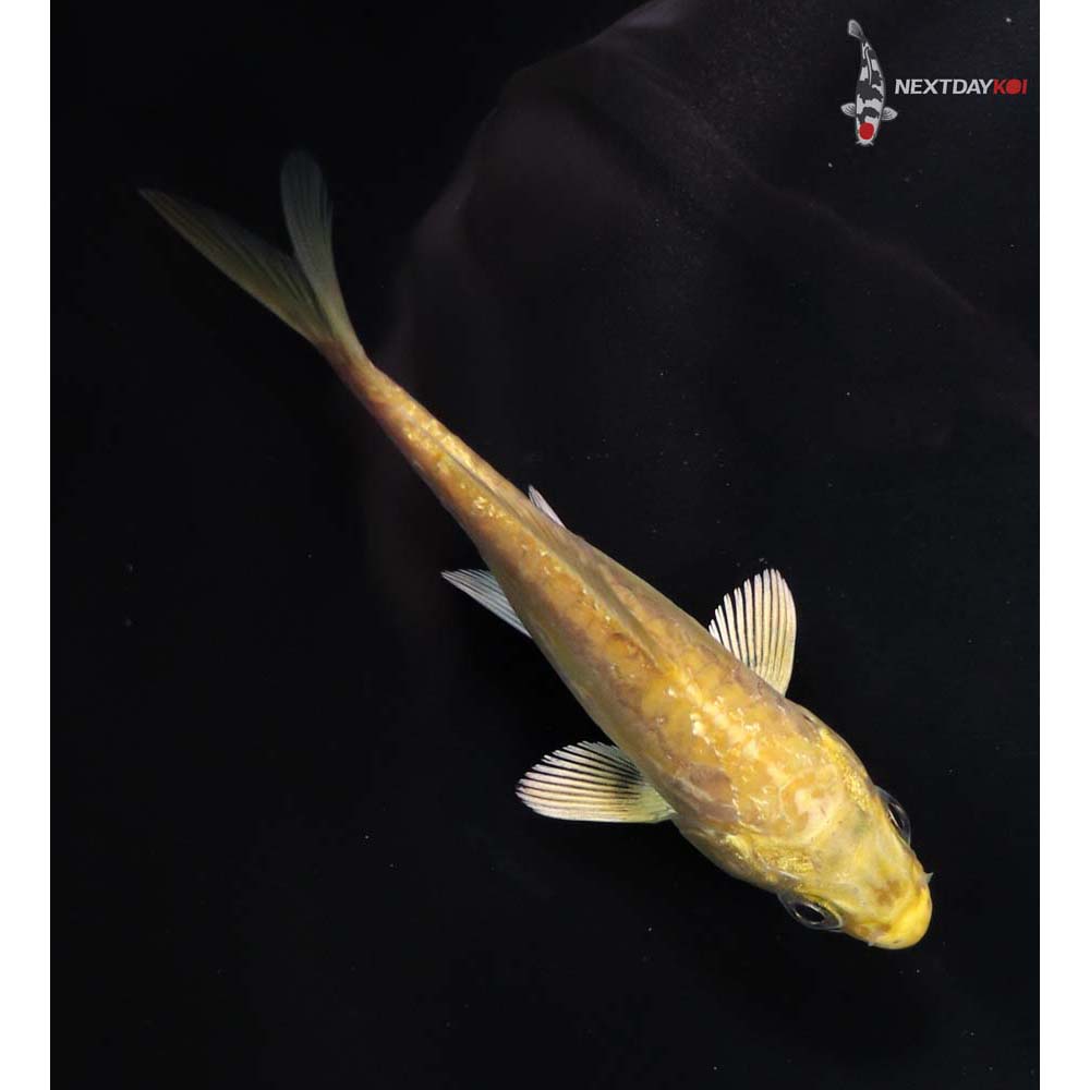 4” Imported Doitsu Yamabuki Ogon