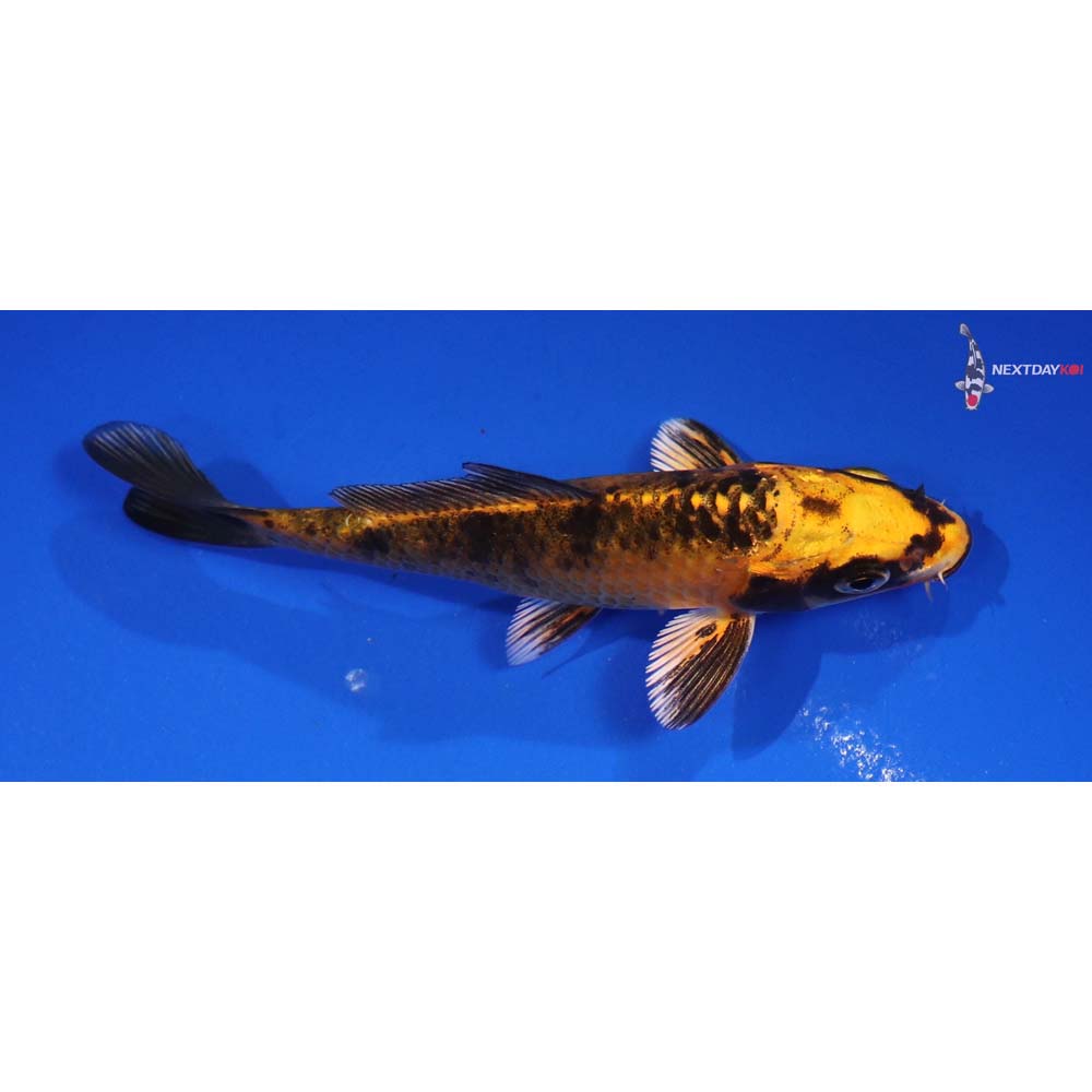 4.5” Imported Aka Bekko