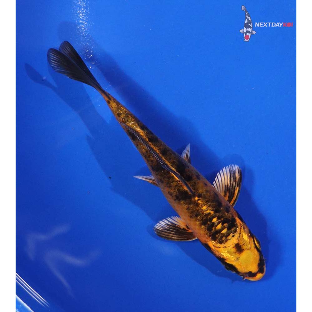 4.5” Imported Aka Bekko