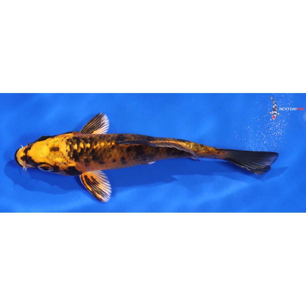 4.5” Imported Aka Bekko