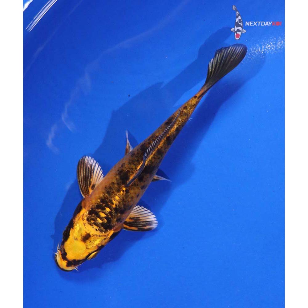 4.5” Imported Aka Bekko